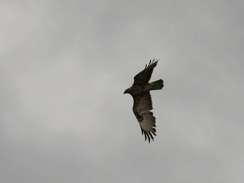 Battaglia in volo